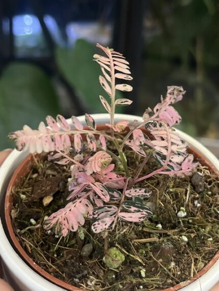 Phyllanthus urinaria, rzadka roślina kolekcjonerska o unikatowym, geometrycznym układzie drobnych liści przypominających mimozę, wzniesiony pokrój botaniczny, Variegarden.