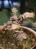 Phyllanthus urinaria variegata #1 - obrazek 3