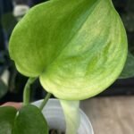 Scindapsus Mint