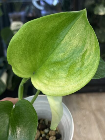 Scindapsus Mint