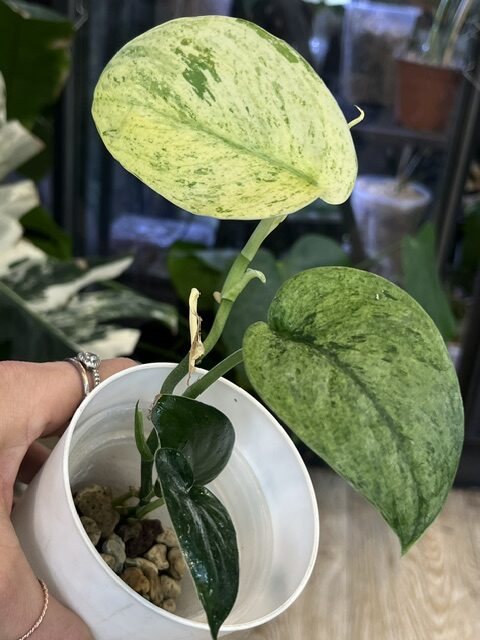 Scindapsus dark silver cloud variegata (3)