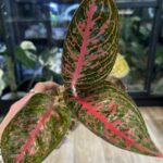 Aglaonema 'Red Sprinkles', rzadka roślina kolekcjonerska o gęstym, kępiastym pokroju i dużych liściach w kolorze ciemnej zieleni z intensywnym czerwono-różowym nakropieniem i jasnoróżowym użyleniem, Variegarden.