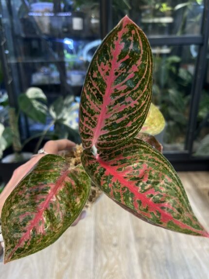 Aglaonema 'Red Sprinkles', rzadka roślina kolekcjonerska o gęstym, kępiastym pokroju i dużych liściach w kolorze ciemnej zieleni z intensywnym czerwono-różowym nakropieniem i jasnoróżowym użyleniem, Variegarden.