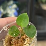 Anthurium crystallinum variegata x forgetii, niezwykle rzadka hybryda kolekcjonerska o owalnych, aksamitnych liściach bez uszu, z wyraźnym jasnym unerwieniem i unikatową biało-kremową variegacją mozaikową, Variegarden.