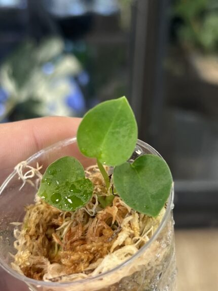 Anthurium crystallinum variegata x forgetii, niezwykle rzadka hybryda kolekcjonerska o owalnych, aksamitnych liściach bez uszu, z wyraźnym jasnym unerwieniem i unikatową biało-kremową variegacją mozaikową, Variegarden.