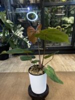 Anthurium Fort Sherman x X One variegata #8 - obrazek 2