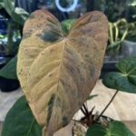 Anthurium Fort Sherman x X One variegata