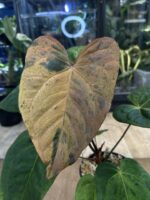 Anthurium Fort Sherman x X One variegata