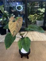 Anthurium Fort Sherman x X One variegata #8 - obrazek 4