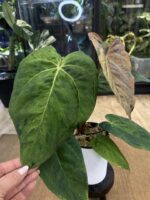 Anthurium Fort Sherman x X One variegata #8 - obrazek 5