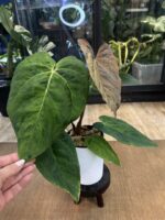 Anthurium Fort Sherman x X One variegata #8 - obrazek 3