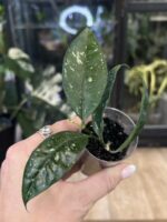 Hoya Amicabilis #3 - obrazek 3