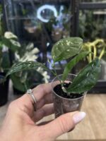 Hoya Amicabilis #3 - obrazek 4