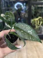 Hoya Amicabilis #3 - obrazek 5