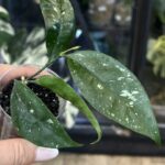 Hoya Amicabilis