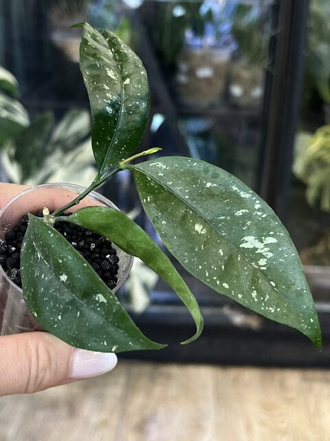 Hoya Amicabilis (4) Hoya Amicabilis