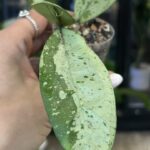 Hoya Blizzard #1