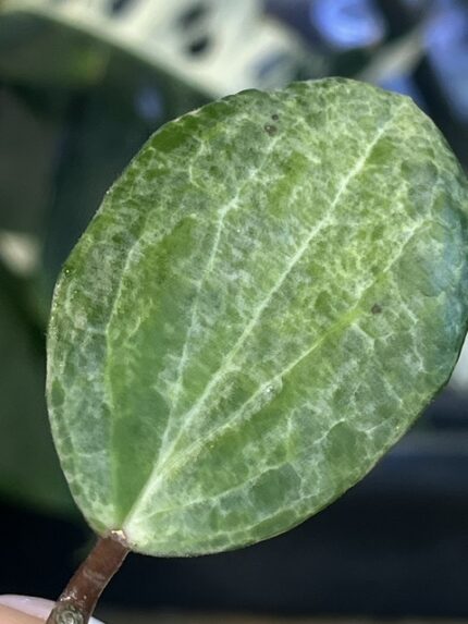 Hoya 'Crocodile', rzadka roślina kolekcjonerska o grubych, sztywnych liściach z głęboko tłoczonym, ciemnozielonym unerwieniem przypominającym skórę krokodyla, Variegarden.
