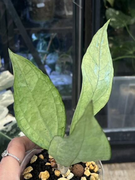 Hoya Germany Silver