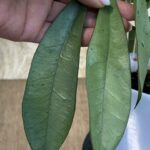 Hoya griffithii 'Silver Clone 2', niezwykle rzadka roślina kolekcjonerska o długich, sztywnych, lancetowatych liściach prawie w całości pokrytych gęstym srebrzystym splashem o metalicznym połysku, Variegarden