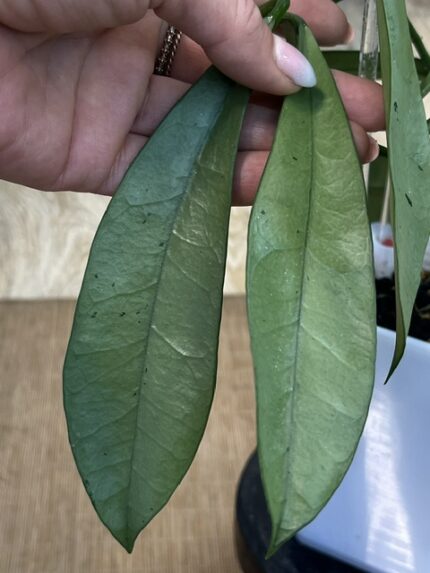 Hoya griffithii 'Silver Clone 2', niezwykle rzadka roślina kolekcjonerska o długich, sztywnych, lancetowatych liściach prawie w całości pokrytych gęstym srebrzystym splashem o metalicznym połysku, Variegarden