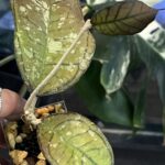 Hoya Gunung Gading Ghost Silver