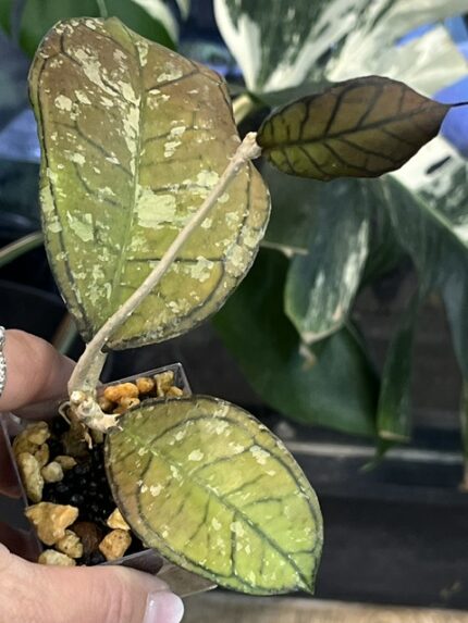 Hoya Gunung Gading Ghost Silver