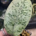 Hoya 'Lorelai' (EPC-196 mutation), niezwykle rzadka roślina kolekcjonerska o grubych, skórzastych liściach pokrytych gęstym, metalicznym splashem z widocznym ciemniejszym użyleniem, Variegarden.