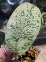 Hoya 'Lorelai' (EPC-196 mutation), niezwykle rzadka roślina kolekcjonerska o grubych, skórzastych liściach pokrytych gęstym, metalicznym splashem z widocznym ciemniejszym użyleniem, Variegarden.