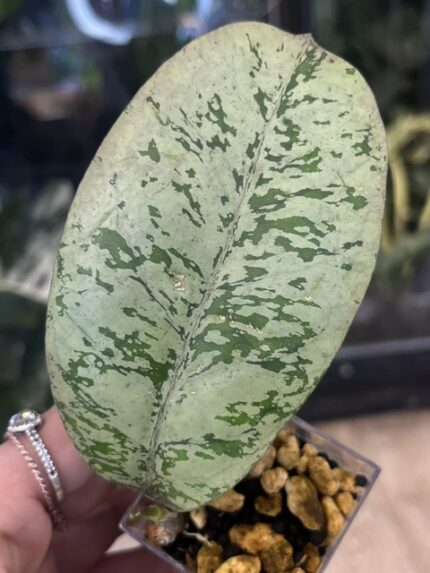 Hoya 'Lorelai' (EPC-196 mutation), niezwykle rzadka roślina kolekcjonerska o grubych, skórzastych liściach pokrytych gęstym, metalicznym splashem z widocznym ciemniejszym użyleniem, Variegarden.
