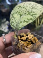 Hoya 'Lorelai' (EPC-196 mutation) #2 - obrazek 4