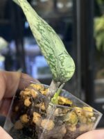 Hoya 'Lorelai' (EPC-196 mutation) #2 - obrazek 2