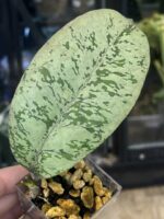 Hoya 'Lorelai' (EPC-196 mutation) #2 - obrazek 3