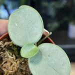 Hoya Mathilde Grey Fairy