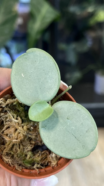 Hoya Mathilde Grey Fairy