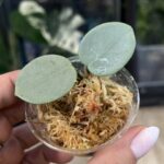 Hoya 'Mathilde' Grey Fairy, rzadka roślina kolekcjonerska o małych, mięsistych, okrągłych liściach gęsto pokrytych srebrzystym splashem, miniaturowe pnącze egzotyczne, Variegarden.