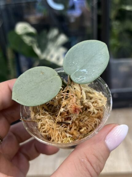 Hoya 'Mathilde' Grey Fairy, rzadka roślina kolekcjonerska o małych, mięsistych, okrągłych liściach gęsto pokrytych srebrzystym splashem, miniaturowe pnącze egzotyczne, Variegarden.
