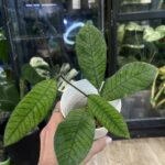 Hoya Sabah