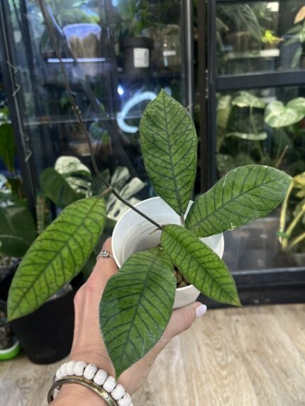 Hoya Sabah