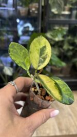 Hoya australis 'Peacock Feathers' #1 - obrazek 3