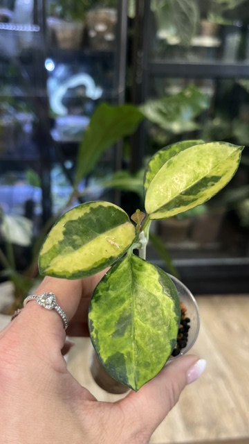 Hoya australis 'Peacock Feathers'