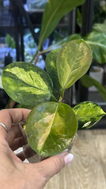 Hoya australis 'Peacock Feathers'