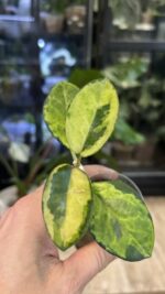 Hoya australis 'Peacock Feathers' #1 - obrazek 2
