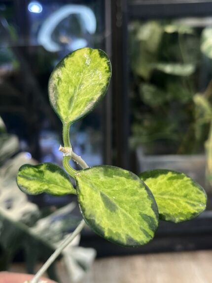Hoya australis 'Peacock Feathers'