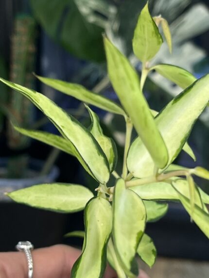 Hoya burmanica variegata, rzadka roślina kolekcjonerska o gęstym pokroju i lancetowatych liściach z szeroką, kremowo-żółtą variegacją na marginesach, obficie kwitnąca na żółto, Variegarden.