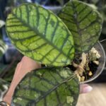 Hoya callistophylla Chibi