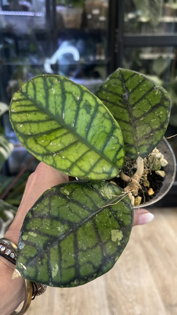 Hoya callistophylla Chibi