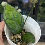 Hoya callystophylla Vena