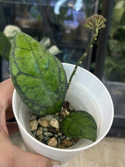 Hoya callystophylla Vena