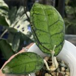Hoya callystophylla Vena